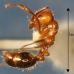 Fire Ants Control Extermination