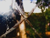 Kill Spider