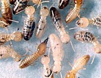 Termite Pest Control Newcastle