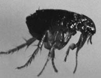 Fleas Pest Control