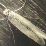 Pest Moth - Clothes Moths