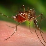 pest mosquitoes control
