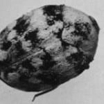 Remove Carpet Beetle Pests