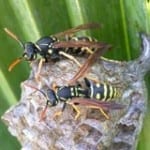 Wasp Removal Pest Controllers
