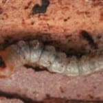 Pest Wood Borers