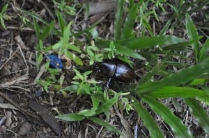 LAWN BEETLE PEST CONTROLLERS