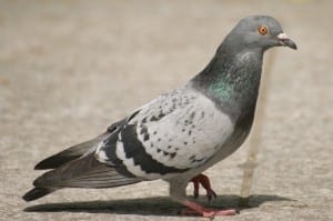 Pigeon Pest Controllers