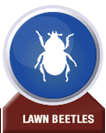 remove my lawn beetles
