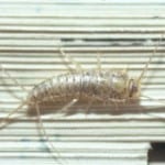 Silverfish treatment