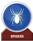 spider pest control service