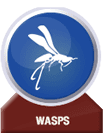 wasp removal service