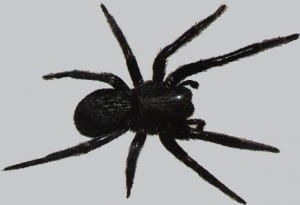Black Widow Spider