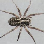 Garden Wolf Spider