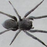 Grey Wolf Spider