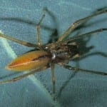 Slender Sac Spider